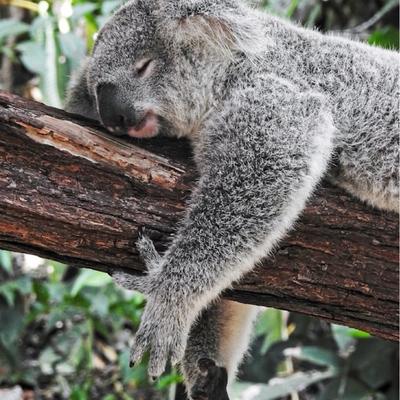 napierge