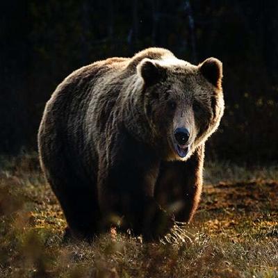 mario_medjeral@mastodon.bsd.cafe