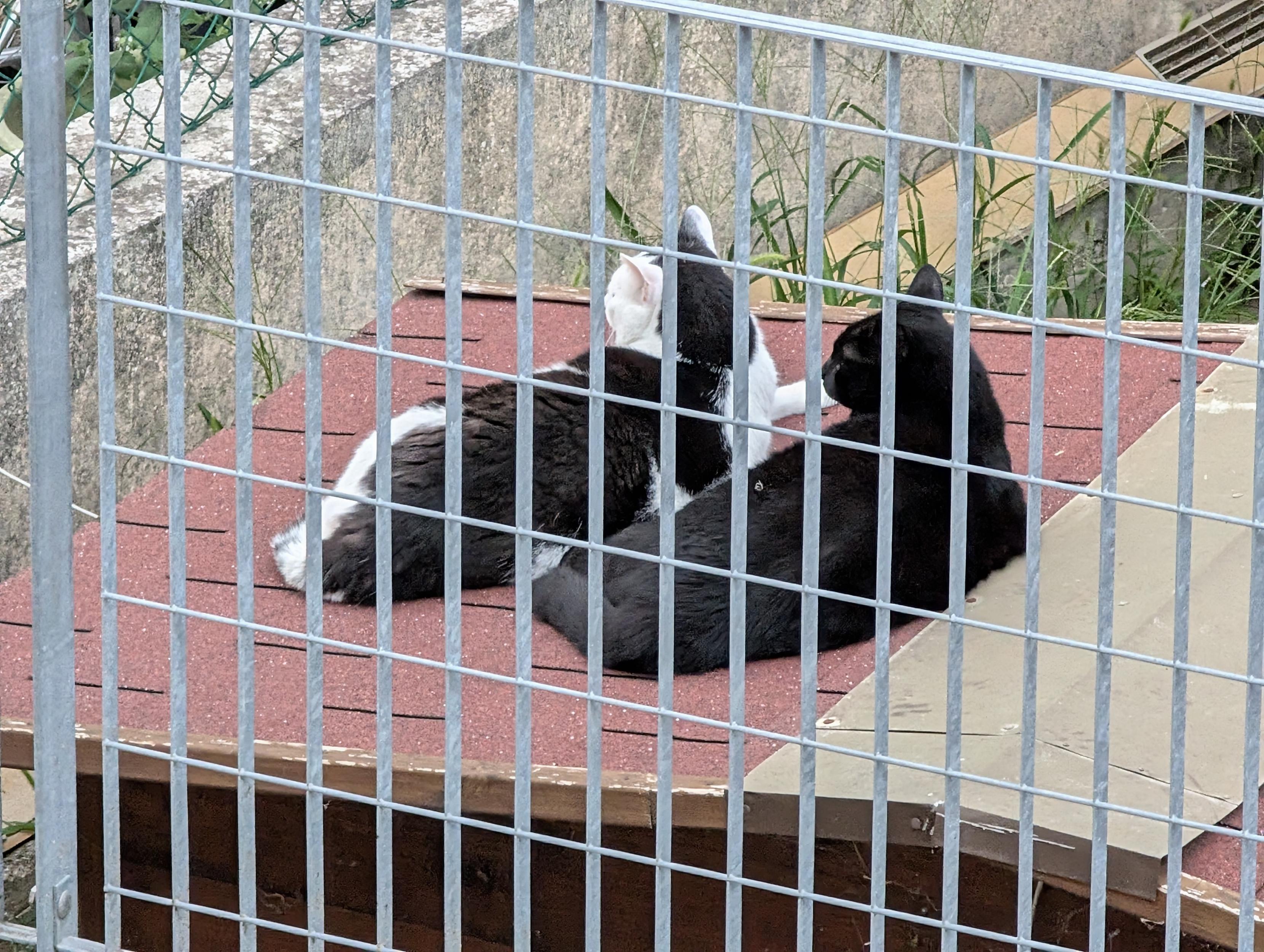 Two cats, a black cat and a black-and-white cat, are lying on the red shingled roof of an outdoor cat house. The cats are seen through the gray wire mesh of a fence. In the background, there is a concrete wall and some dry grass.