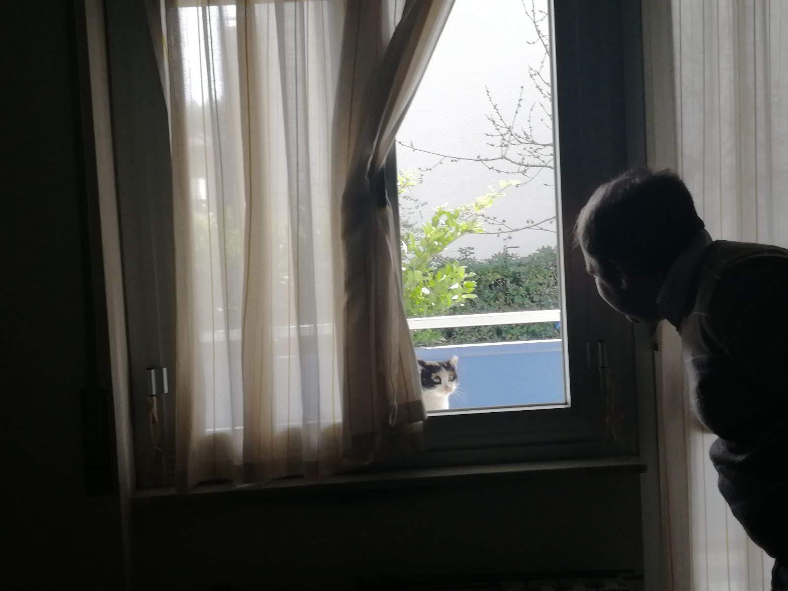 A softly lit interior scene with sheer curtains framing an open window. Outside the window, a cat peeks in, visible from the shoulders up. Inside, on the right side of the frame, a person (me) leans toward the window in profile, his face mostly in shadow. Green plants and a balcony railing are visible outside.