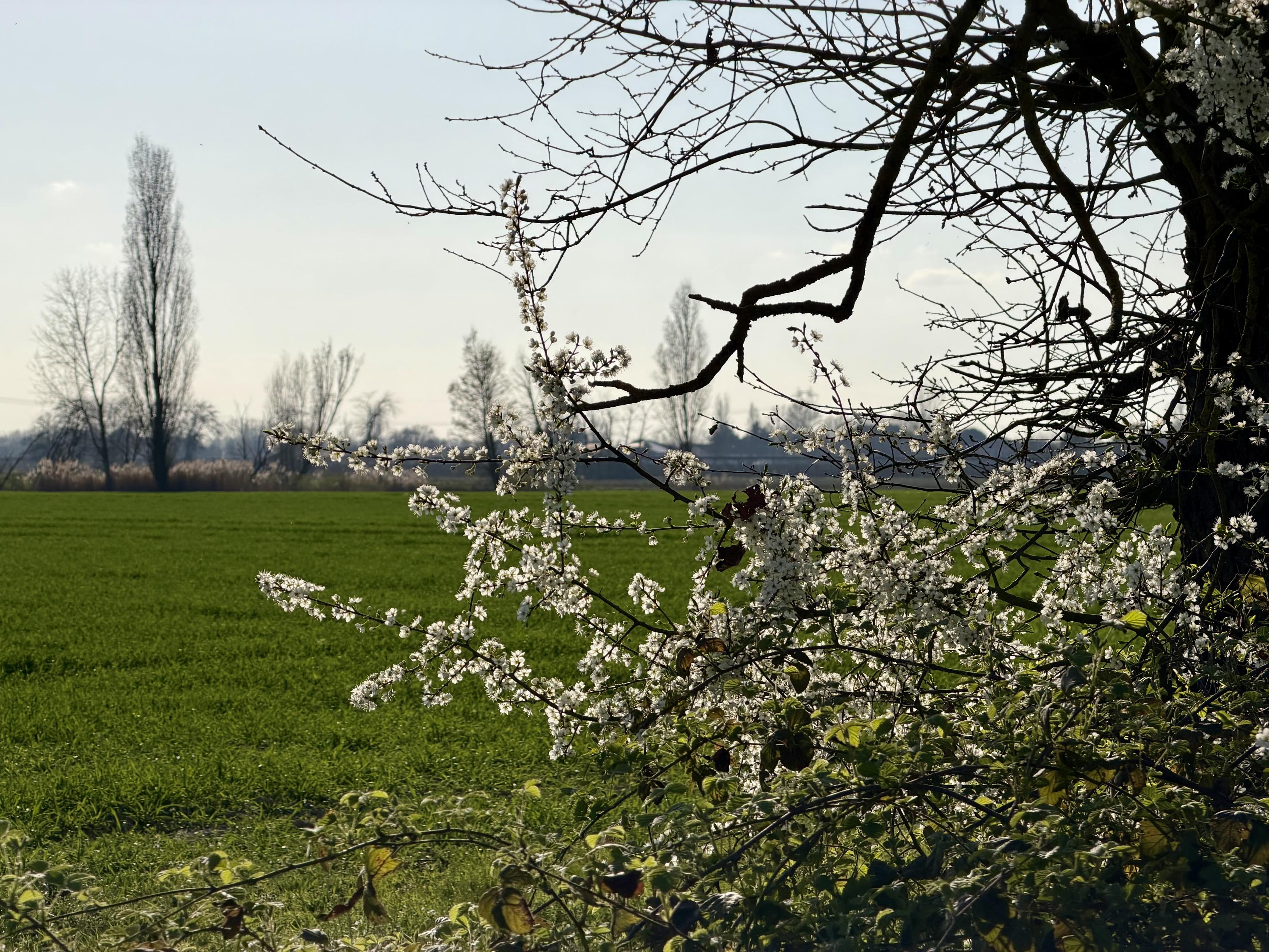 White spring blossoms on thin tree branches in the foreground, overlooking a wide green field under a pale sky, with tall leafless trees lining the distant horizon.