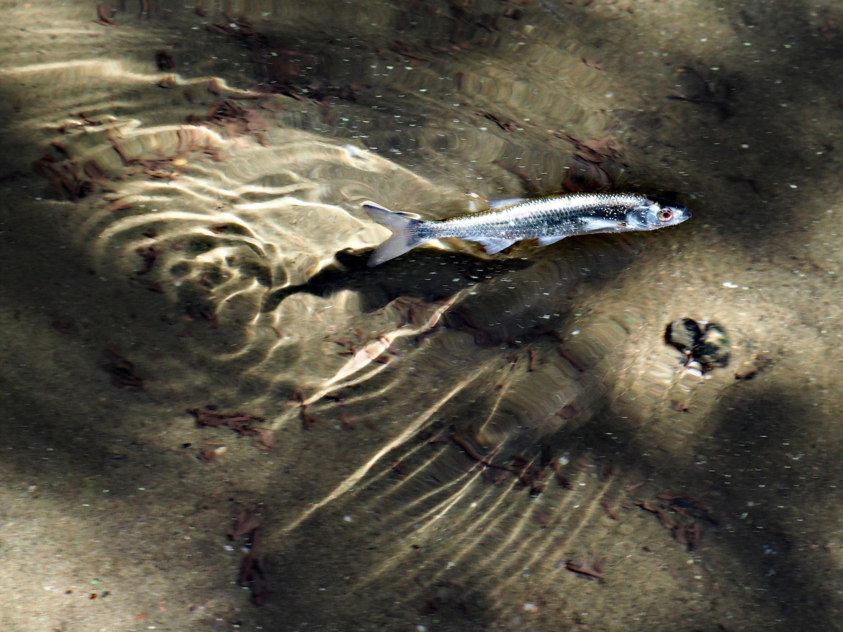 A common bleak swimming away from the shore