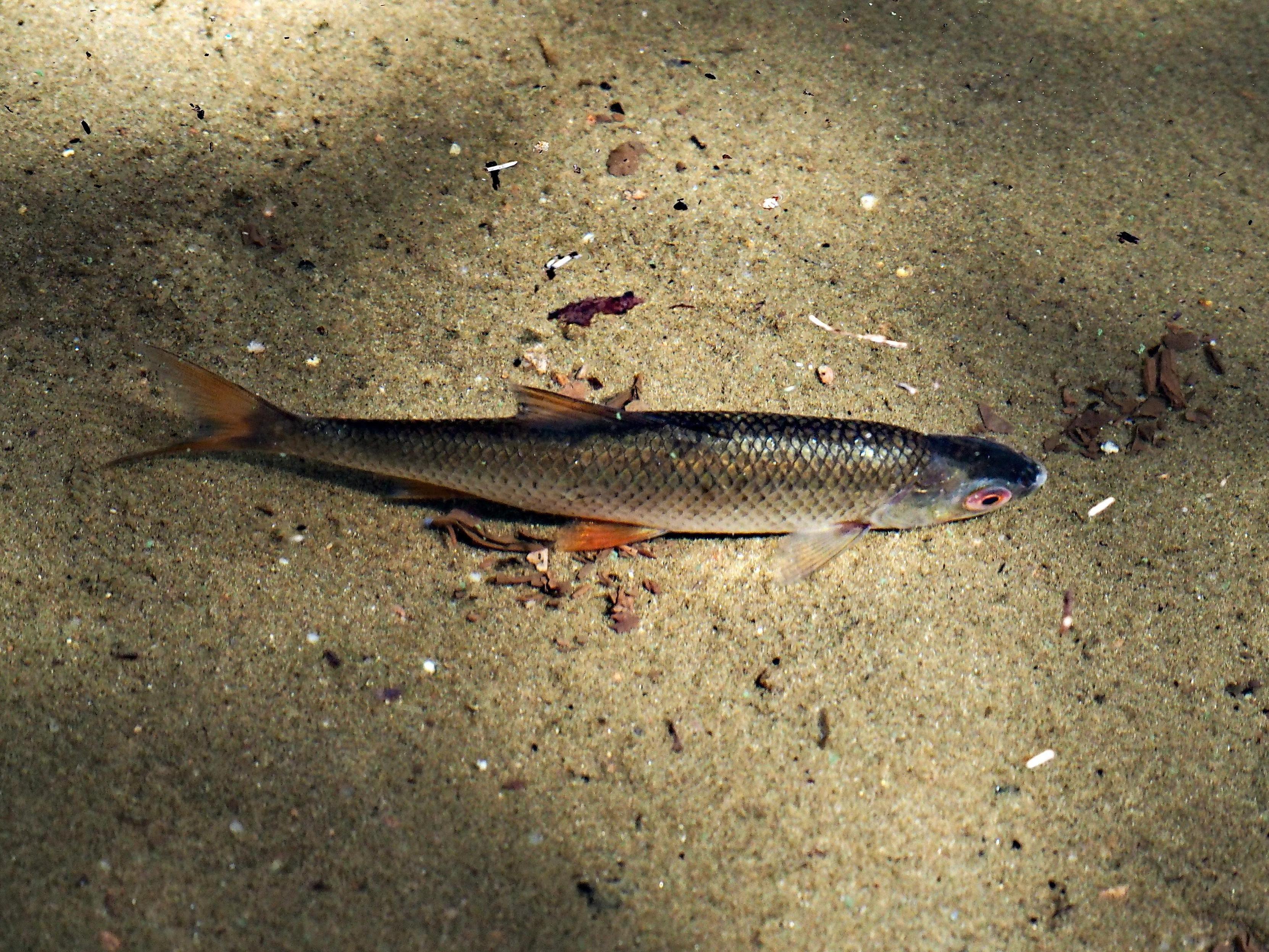 A common roach swimming in the lake