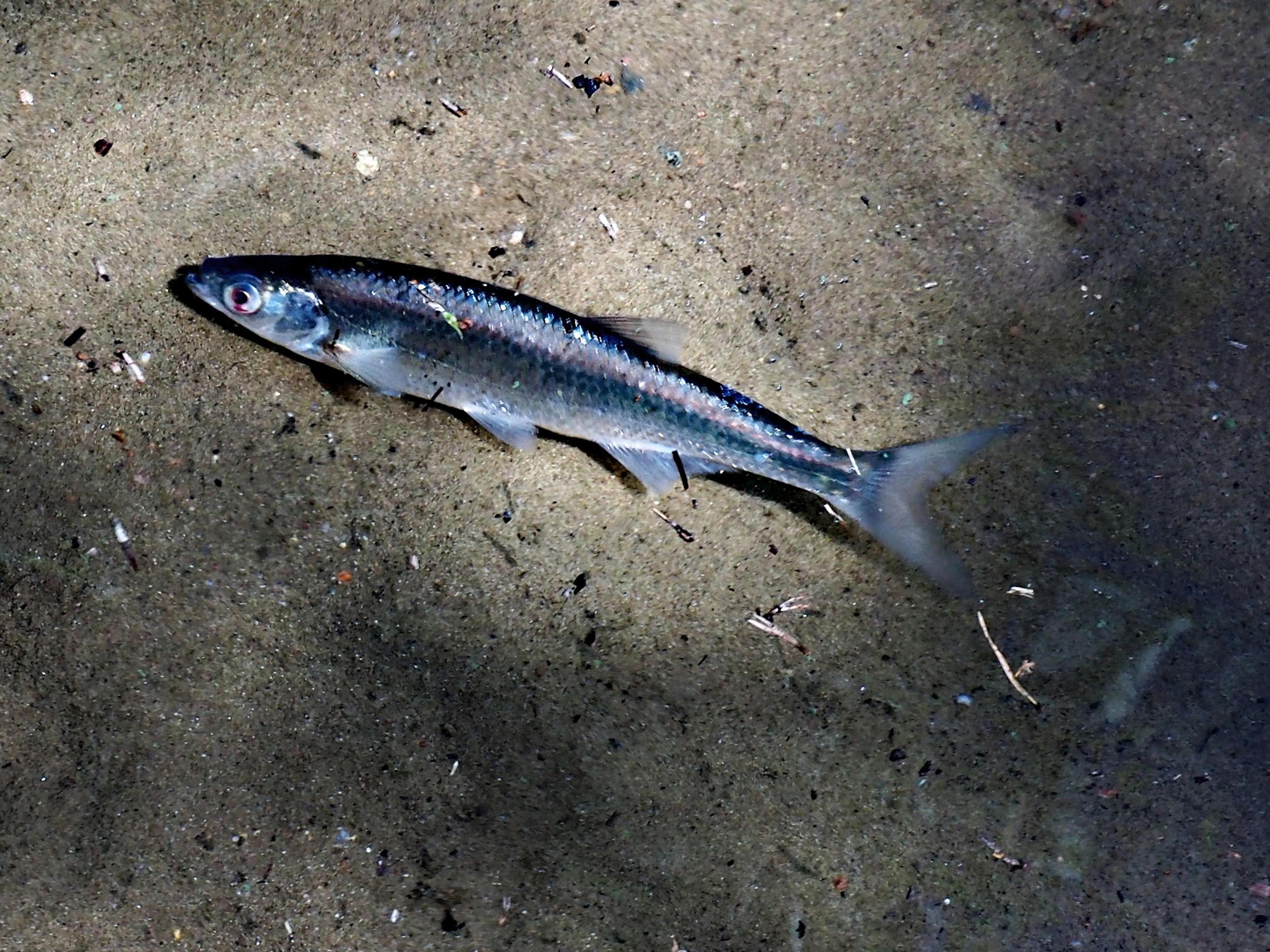A common bleak, lit by sun, with silver scales. The fish swimming in the wrong direction (to the shore) :-(