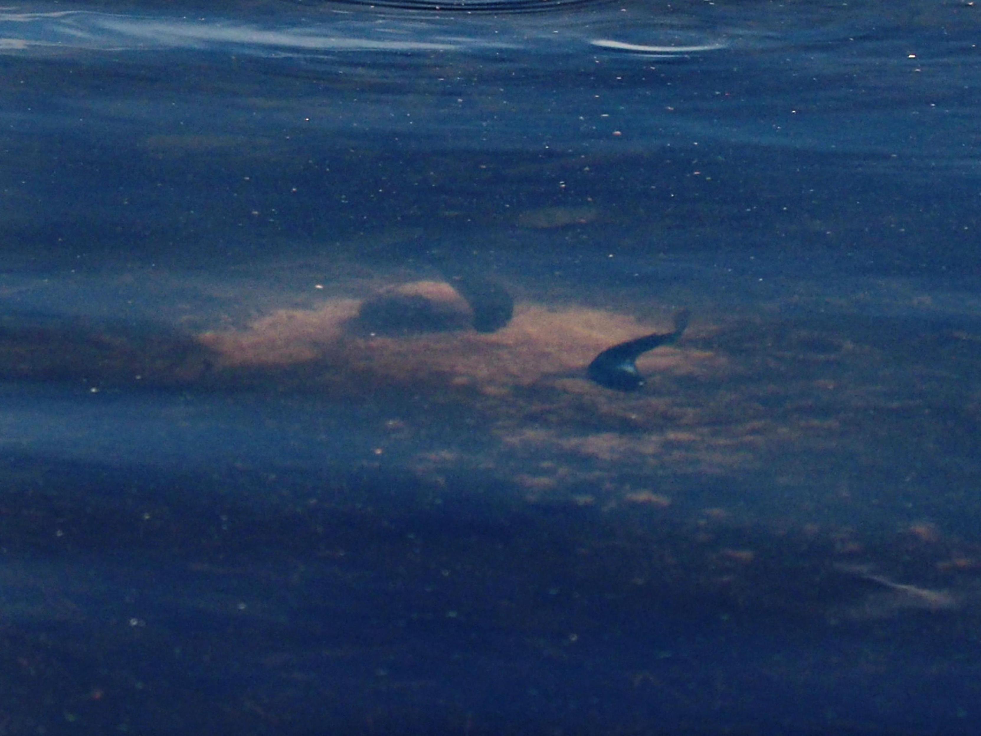 An unknown fishes (possibly the common bleak?) eating the food from the lake bottom.